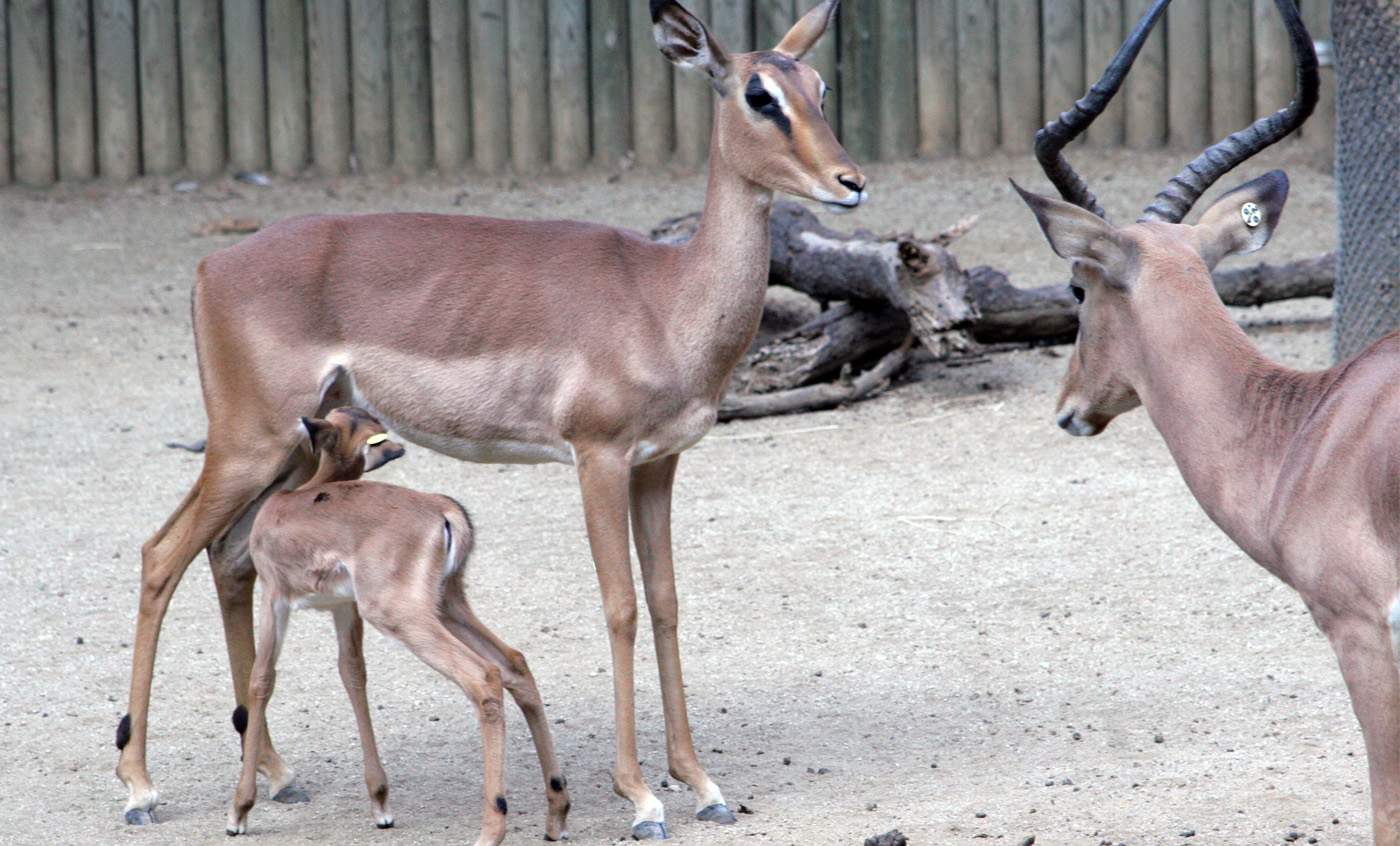 Blackfaced impala Zoo Barcelona